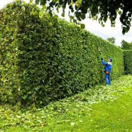 t¡ ƒTƒ¼ñƒ¬ áƒTºOƒO (8)